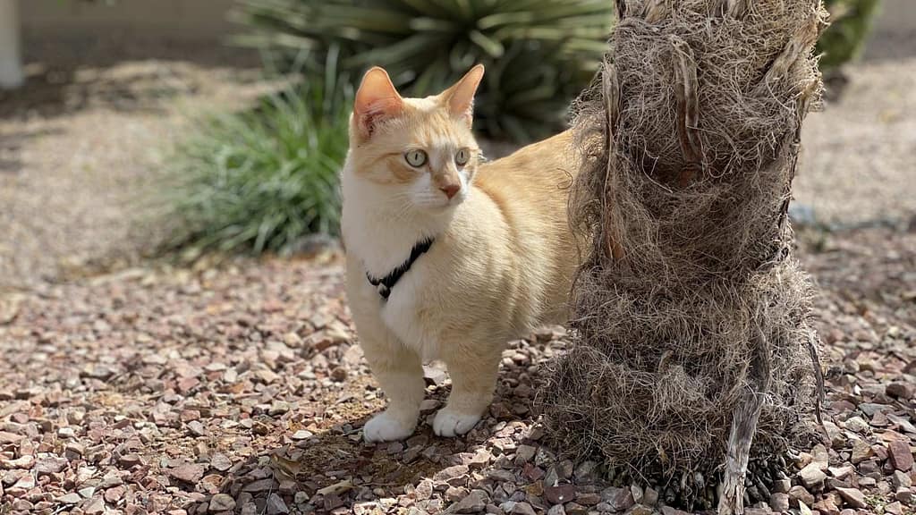 coated bambino wearing black harness outside