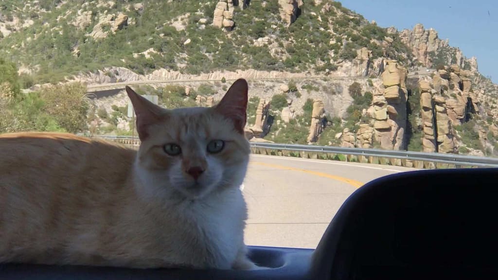 cat sitting on the dash of car while going to mount lemmon arizona