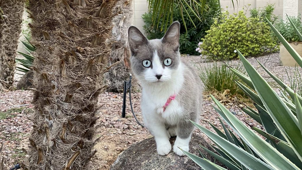 coated bambino cat wearing harness standing on a rock near palm tree
